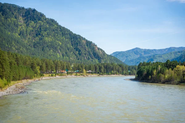 Katun nehri Altai dağlarından Rusya 'ya akıyor. Sibirya 'nın dağlık arazisindeki manzaralı tatlı su nehri. Yüksek kalite fotoğraf