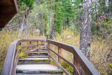 Altai Rusya 'daki Korbu şelalesine giden merdivenleri ve tırabzanları olan ahşap bir yol. Teletskoye Gölü yakınlarında vahşi doğada manzara. Yüksek kalite fotoğraf