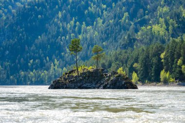 Ayı Adası, Katun nehri üzerinde, Altai Rusya 'da. Dağ suları ve doğal manzarayla çevrili manzaralı nehir adası. Yüksek kalite fotoğraf