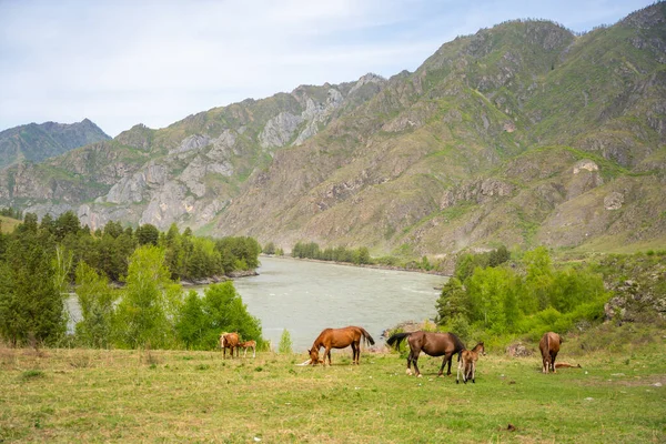 İlkbaharda Rusya 'daki Altai dağlarıyla çevrili Katun nehri. Eriyen sular ve uyanan doğa canlı mevsimsel manzaralar yaratır. Yüksek kalite fotoğraf
