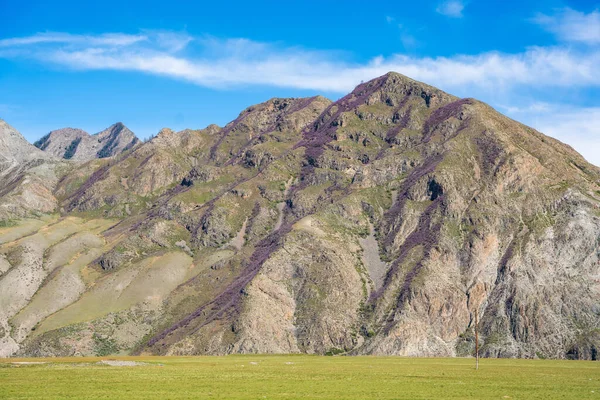 Chuysky Trakt Dağları Altai Rusya 'nın çiçek açan rhododendronlarıyla kaplıdır. Doğal dağ manzarasında canlı Sibirya alp bitkisi. Yüksek kalite fotoğraf