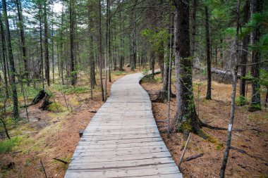 Aktash Altai Rusya yakınlarındaki Blue Geyser Gölü 'ne giden tahta patika. Doğa yolu volkanik göle ziyaretçileri yönlendiriyor. Yüksek kalite fotoğraf