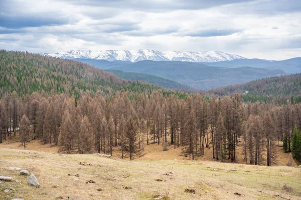 Altai Rusya 'nın Ulagan bölgesindeki dağ sırtı vadisi ve zirveleri. Engebeli arazisi ve doğal doğası olan geniş bir dağlık arazi. Yüksek kalite fotoğraf