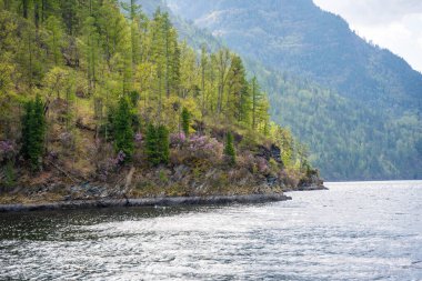 Teletskoye gölü kıyılarını köknar ağaçları, çiçek açan rhododendron ve kayalık kayalıklarla yakından görmek. Altai Rusya 'daki vahşi doğal manzara sudan görülüyor. Yüksek kalite fotoğraf