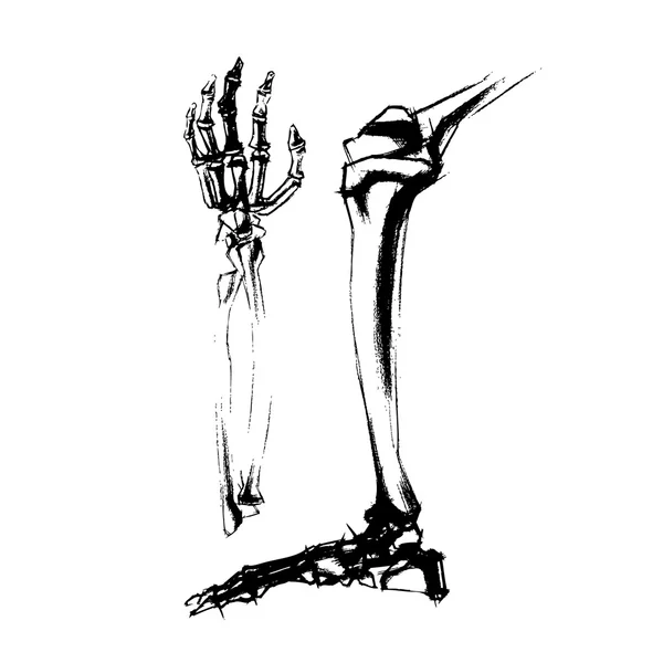 Ilustración del dibujo académico huesos pierna y mano del humano — Vector de stock