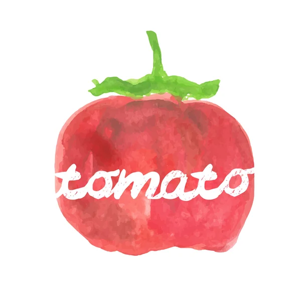 Acuarela tomate pera .Vector — Vector de stock