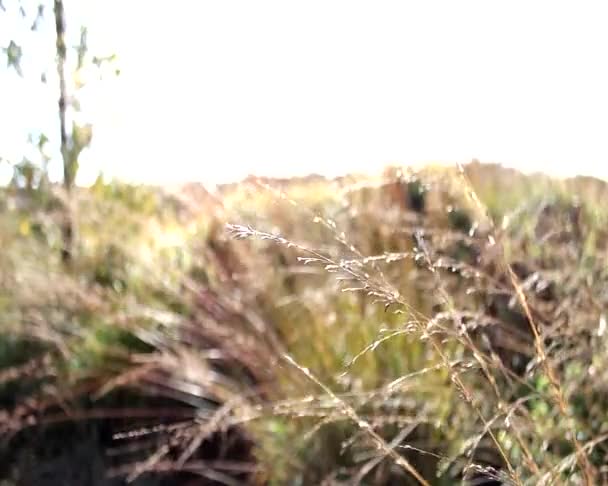 Rybník trávy ve větru — Stock video