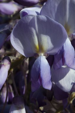 Sabahın erken saatlerinde Wisteria çiçek makro görüntüsü