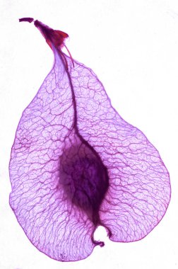 Mor arka ışıklandırmayla ekstrem makro görünüm