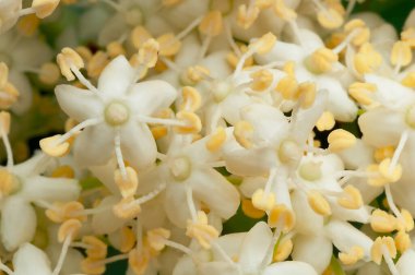 Ton tonu yaşlı çiçekler yağmurlu gün ışığında çiçek açar 