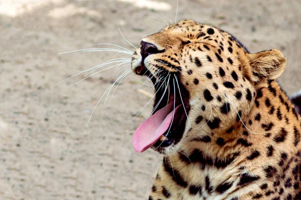 Jaguar with open mouth yawns and squints on a sunny day, beautiful sick wild cat close-up, free space for text