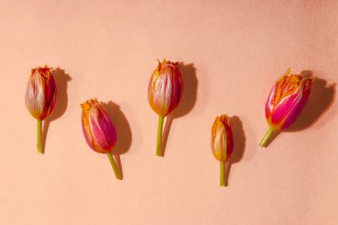 Pembe arka planda bahar kırmızı laleleri. Gölgeli modern sert ışıklandırma, güzel bahar arkaplanı