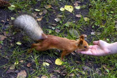  Kızıl sincap ellerden ayçekirdeği yer, parktaki sincapları besler.
