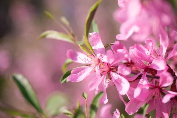 Гілка квітучого рожевого мигдалю в саду крупним планом, фото весняних квітів з м'яким фокусом — стокове фото