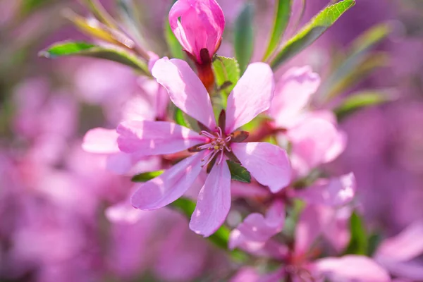 Гілка квітучого рожевого мигдалю в саду крупним планом, фото весняних квітів з м'яким фокусом — стокове фото
