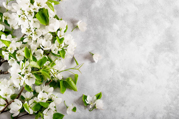 Branches of a white blooming apple tree on a light gray background top view, spring and summer background with free space for text
