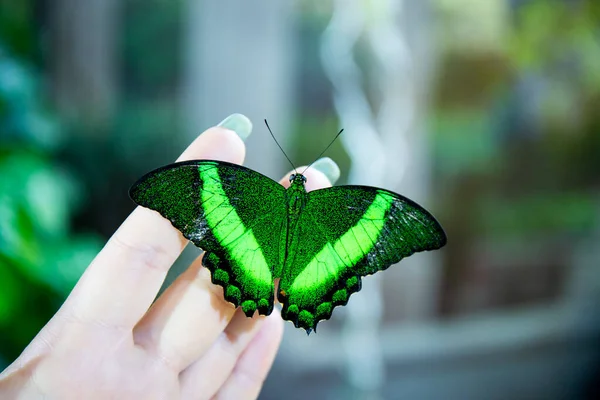 Hermosa mariposa tropical se sienta en la mano —  Fotos de Stock