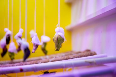 Yeni doğmuş bir tropikal kelebek bir seradaki kozadan doğar.