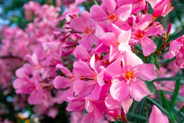 Pembe çiçek açan zakkum, ağaçtaki güzel yaz çiçekleri.