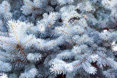  Güzel mavi ladin dalları ya da yakın çam ağaçları, güzel kış arkaplanı.