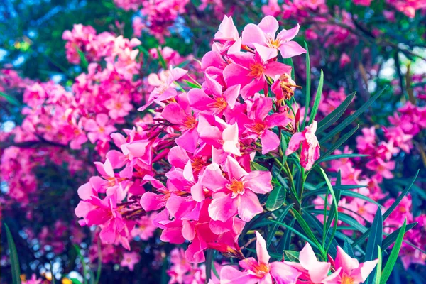 Pink florescendo oleandro de perto, belas flores de verão na árvore — Fotografia de Stock