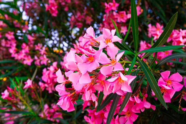 Rózsaszín virágzó oleander közel, gyönyörű nyári virágok a fán — Stock Fotó