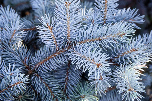Ágak egy gyönyörű kék lucfenyő vagy fenyő közeli, gyönyörű téli háttér — Stock Fotó