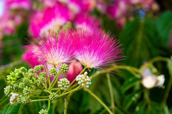 Рожеві квіти тропічного дерева альбіція крупним планом — стокове фото