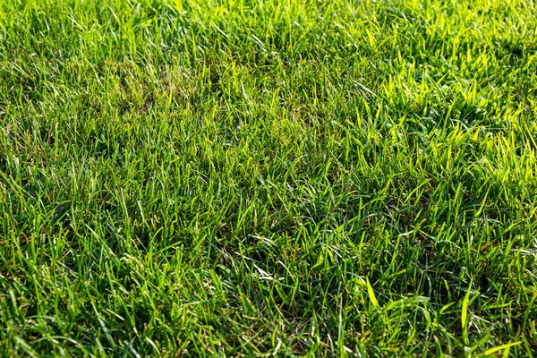 Herbe verte luxuriante sur la texture de la pelouse — Photo