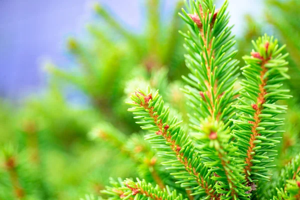 Branches of a beautiful green spruce or pine close-up, beautiful nature background with copy space for text — Stock Photo, Image