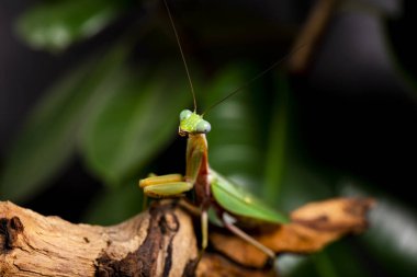 Yeşil peygamber devesi, bir çeşit heirodula vietnam. Sarı arkaplanı kapatın.