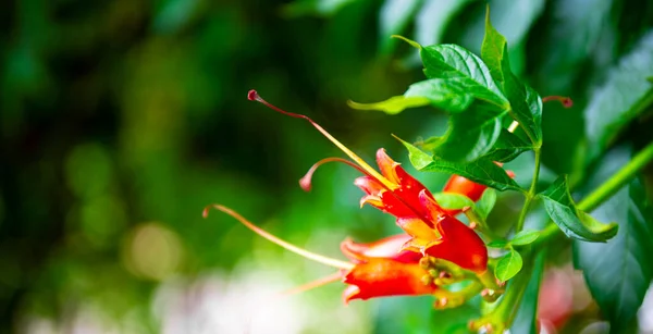 Красиві червоні тропічні квіти крупним планом, веб-банер з копією простору для тексту — стокове фото