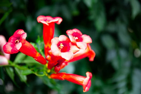 Hermosas flores tropicales rojas de cerca, banner web de flores con espacio de copia para texto — Foto de Stock