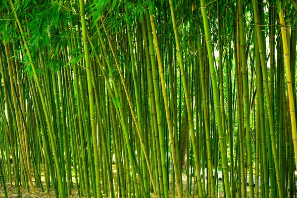 Bamboe struiken in het park, groene achtergrond met tropische bamboe — Stockfoto