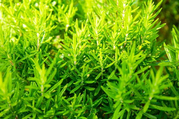 Rosemary verde suculento que cresce no jardim no verão em um dia ensolarado — Fotografia de Stock
