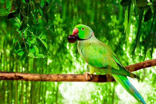 Zielona amazońska papuga z jagodami w dziobie siedzi na gałęzi w lesie — Zdjęcie stockowe