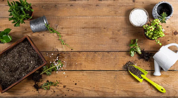 Ev bitkilerini çömleklere nakletmek, üst manzara. Ahşap arka planda metin için boş alan üzerine sulu bakım kavramı. Yüksek kalite fotoğraf