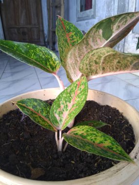 Çiçek resmini bahçıvana, yaşam tarzına, hobiye, bitki örtüsüne uygun bırak.