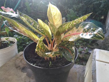 Çiçek resmini bahçıvana, yaşam tarzına, hobiye, bitki örtüsüne uygun bırak.