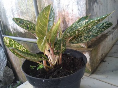 Çiçek resmini bahçıvana, yaşam tarzına, hobiye, bitki örtüsüne uygun bırak.