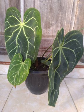 Çiçek resmini bahçıvana, yaşam tarzına, hobiye, bitki örtüsüne uygun bırak.