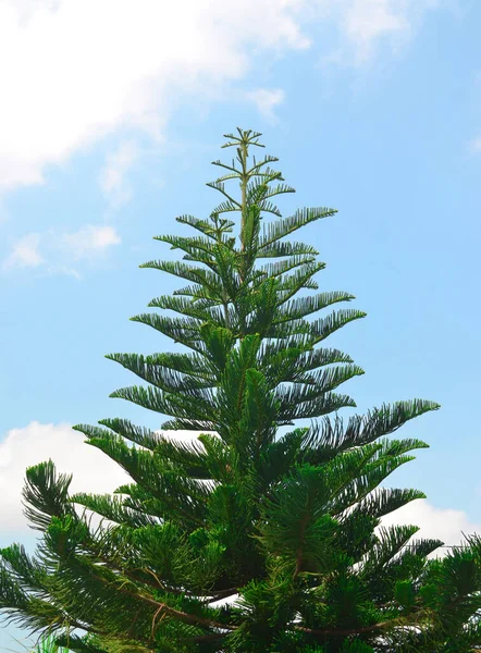 Christmas Tree With Tree Tops Like Stars Against a Background of Blue Sky With White Clouds