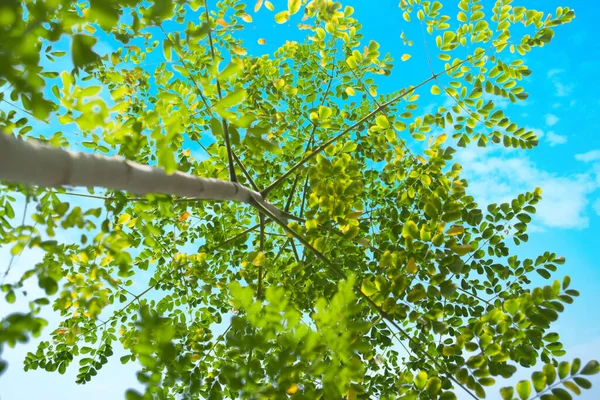 青い空を背景に枝や緑の葉がたくさんあるモリンガの木の下からの眺め — ストック写真
