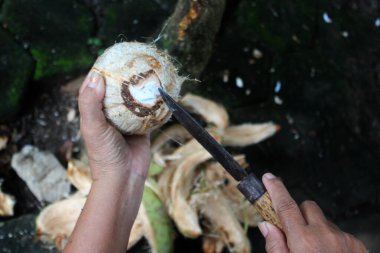 Arka plan olarak Hindistan Cevizi Tutma ve Öğütücü Hindistan Cevizi Bıçak Kullanma Yüksek Açı Görünümü