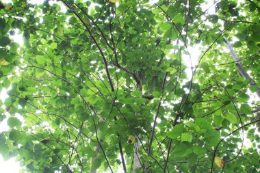Asian forest with teak trees with dense green leaves against the background of white sky shining in the sun