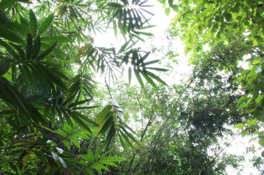 Bamboo forest with bamboo leaves and green teak leaves against the background of a white sky shining in the sun