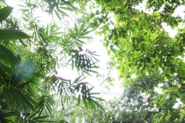 Asian forest with green bamboo and teak leaves against the background of white sky shining in the sun