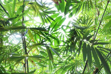 Many Leaves And Branches Of The Bamboo Tree Against A Background Of Glowing White Sky