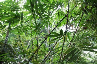 Green Bamboo Stalks Growing with Many Leaves Against A Background Of White Sky