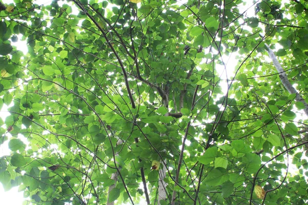 Floresta Asiática Com Árvores Teca Com Densas Folhas Verdes Contra — Fotografia de Stock